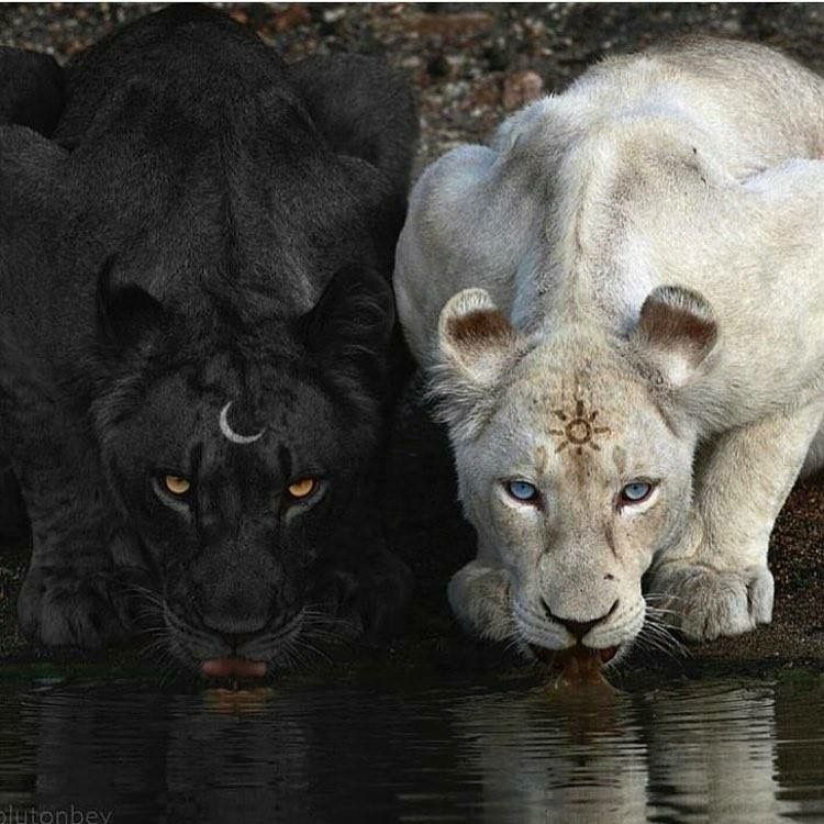 löwin zeichnen einfach