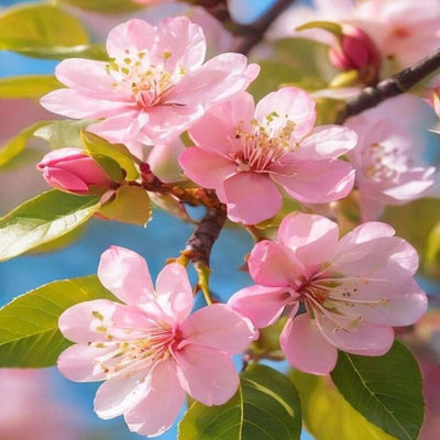 Diamond Painting Kirschblüten - diamondspainting