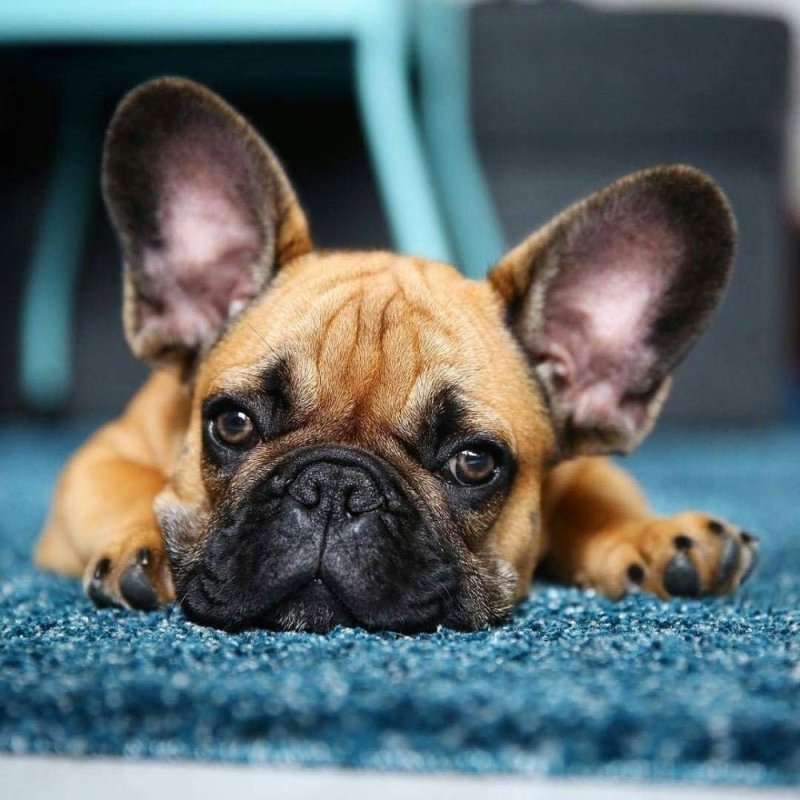 AB Diamond Painting-Turtle Family