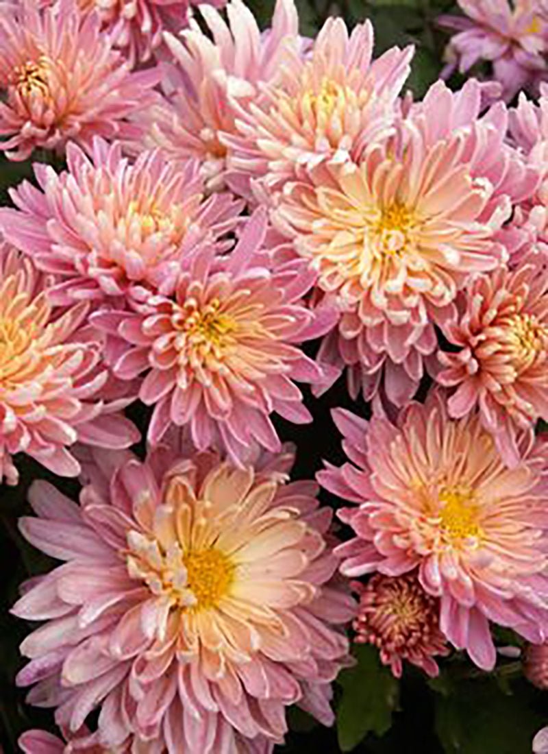 Diamond Painting - Pinkfarbene Chrysanthemensträucher - diamondspainting