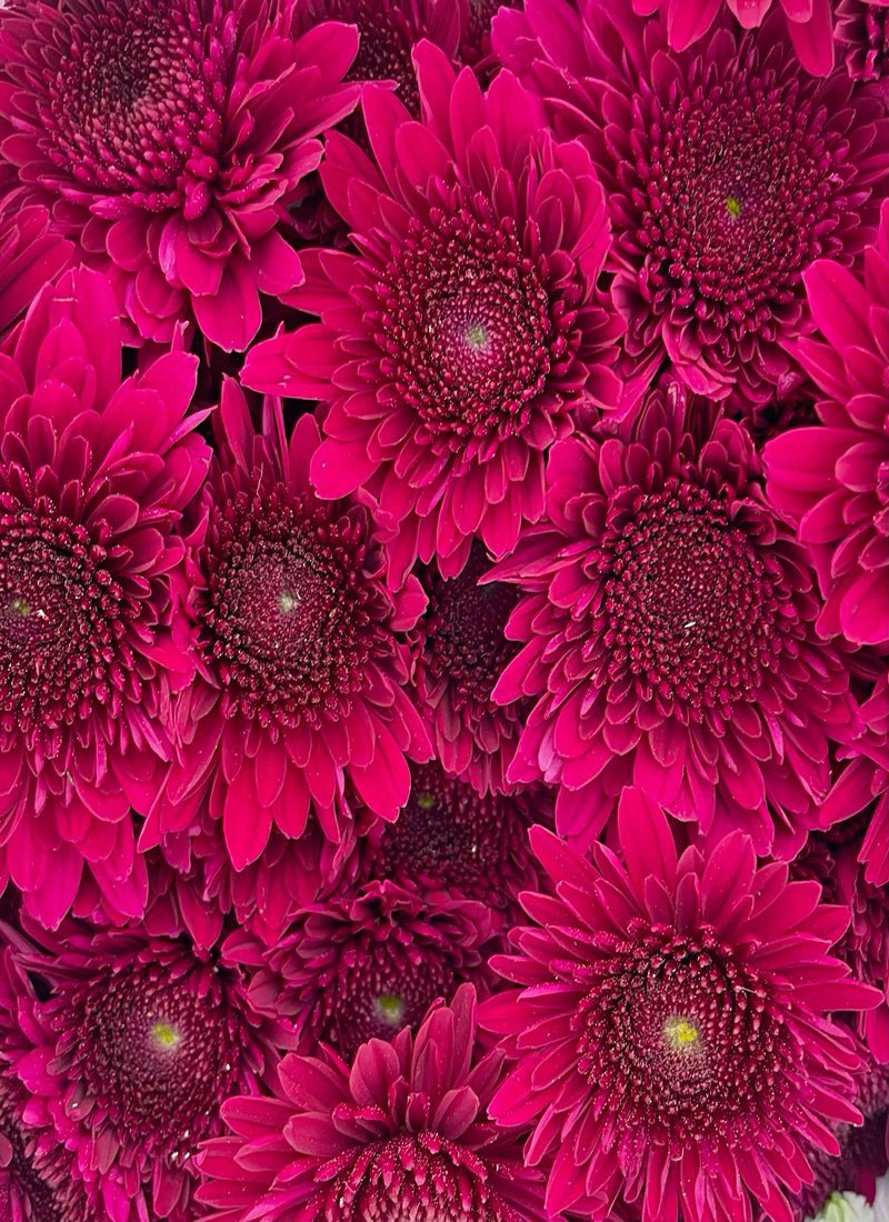 Diamond Painting - Purpurrote Chrysantheme - diamondspainting