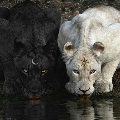 Diamond Painting-Schwarzer Löwe und weißer Löwe - Jetzt bei diamondspainting kaufen