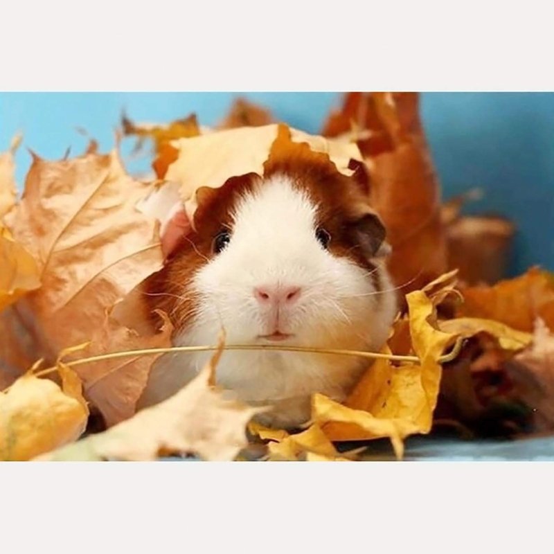 Diamond Painting-Süßes Meerschweinchen im Blätterbett